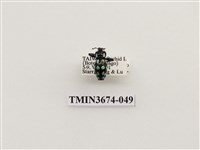 藏品(象鼻蟲(2))的圖片